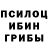 Псилоцибиновые грибы Cubensis Galik Cat